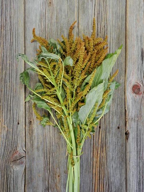 UPRIGHT GOLD AMARANTHUS